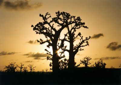 BAOBAB AU CREPUSCULE